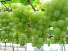 Виноград плодовый