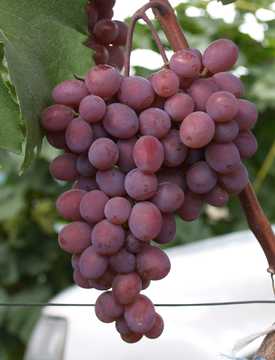 Виноград Виктория