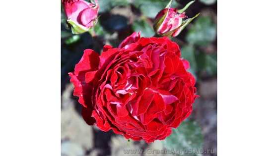 Роза бордюрная Гранатовый браслет