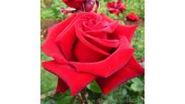 Роза чайно гибридная Красная Магия