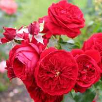 Роза флорибунда Красная шапочка