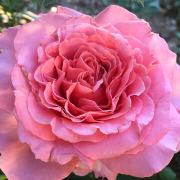 Роза английская Лоран Каброль
