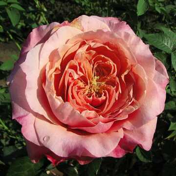 Роза японская Мияби