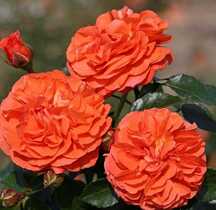 Роза флорибунда Оранжери