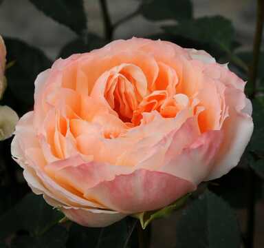 Роза японская Принцесса Айко