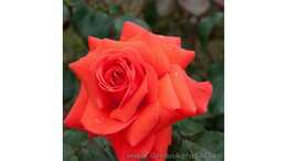 Роза плетистая Салита