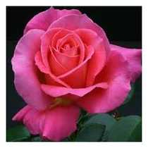 Роза чайно гибридная Шакира