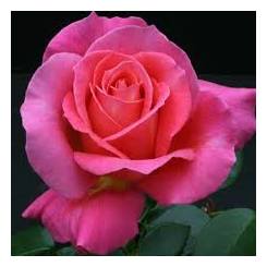 Роза чайно гибридная Шакира