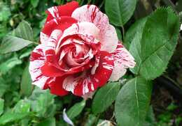 Роза флорибунда Сентименталь