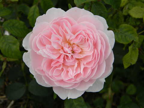 Роза английская Визли 2008